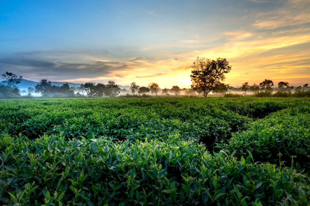 boire du thé biologique - environnement et biodiversité